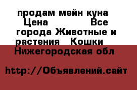 продам мейн куна › Цена ­ 15 000 - Все города Животные и растения » Кошки   . Нижегородская обл.